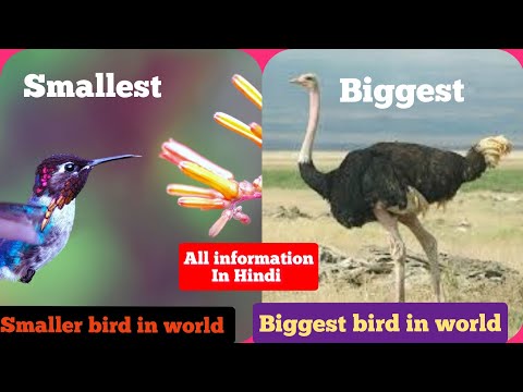 small bird biggest bird in world all information #smallestbird # #biggestbird