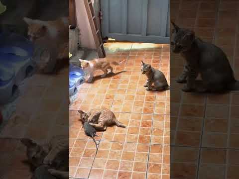 This mouse played dead to trick the kittens! 😱#shorts
