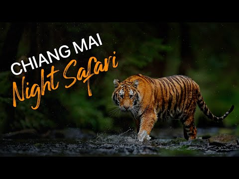 Inside the Chiang Mai Night Safari