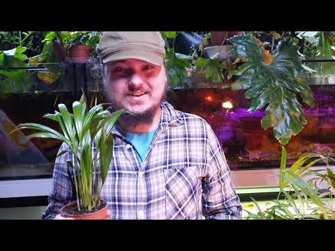 The golden cane palm - cultivation, care and propagation of the Madagascar palm (Dypsis lutescens)