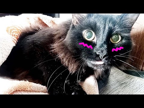 CAT UNDER ANESTHESIA experiment / funny animal video