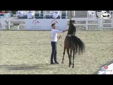 N 240 SHAHWAN AL HAWAJER   Sharjah International Arabian Horse Festival 2021   Stallions 4 6 Years O