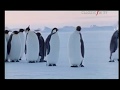 Satellite Classic FM TV: Alex Wurman - The March of The Penguins