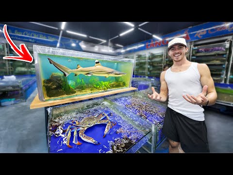Exposing This Illegal Fish Market... (The Shark Trade)