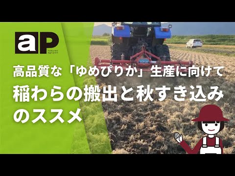 サウロマルス・アテル