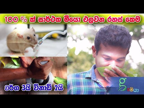 ගැමියන්ගේ රහස් කෙම් මී කරදරයට ඉක්මන් විසදුම