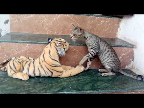 Cat🐱reacting to fake tiger🐯 (funny movement)
