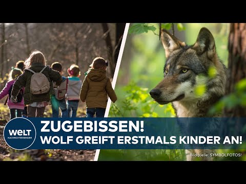 NIEDERLANDE: Kind gebissen und Haustier verschleppt! Wolf treibt in Utrecht sein Unwesen - Warnung!