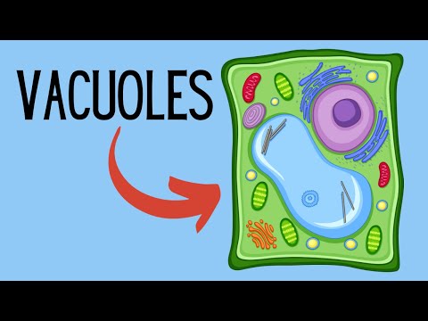 Functions of Vacuoles