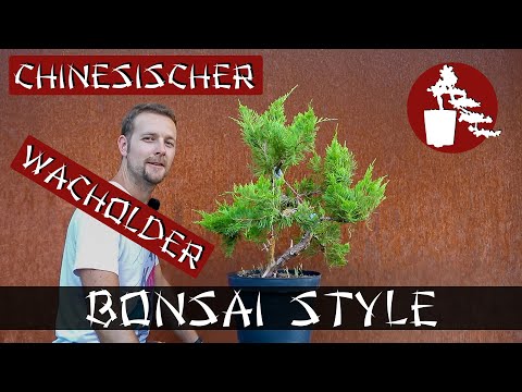 Gestaltung des "Dicken" | Chin. Wacholder (Juniperus chinensis 'Mint Julep') | #032 Bonsai Style