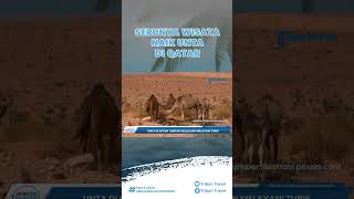 Wisata Naik Unta di Tempat Wisata Padang Pasir Qatar Membludak saat Piala Dunia 2022, Unta Kelelahan
