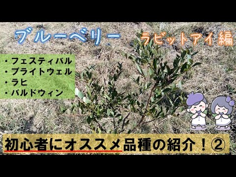 園芸 フロリダブルーベリー、ラビットアイブルーベリー