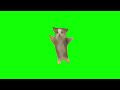 Green Screen Happy Happy Happy Cat Meme