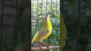 Download lagu SOGON BETINA JAHAT OVER BIRAHI #SOGONPIKAT #SOGONBETINA #SOGONBETINAMEMANGGILJANTAN #shorts mp3