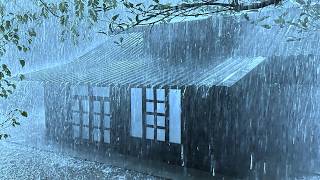 Discover Peaceful Sleep with Pouring rain & Dense Thunder on Peeling Tin Roofs in the Dark Forest