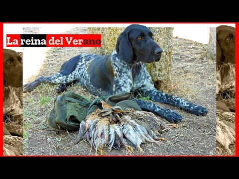 Cazando Codornices con Braco Aleman 💥Media Veda 2024💥