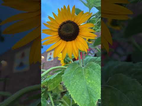 🌻#sunflower #flowers #youtubeshorts #shortvideo