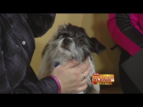 Thanksgiving Safety Tips for Pets