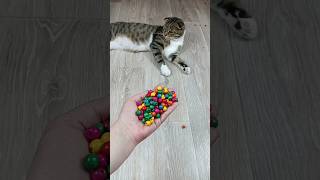 Cat Barsik Beads 📿 Domino Reverse Video #cat #catvideos #asatisfyingvideofamily #funny