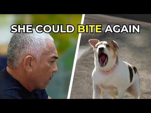 Sanando a la manada tras una muerte trágica | Mejor humano, mejor perro