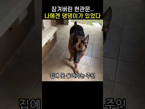 집 문 잠겨서 댕댕이를 투입시킨 주인의 결말