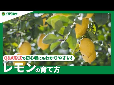 鉢植えのレモンの木はどのくらいの温度に耐えることができますか?冬に取り込んだほうがいいでしょうか？  庭園