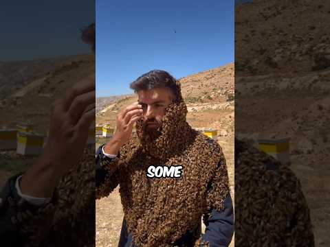 Why bees don't sting beekeepers? #facts #animalfacts #wildlife