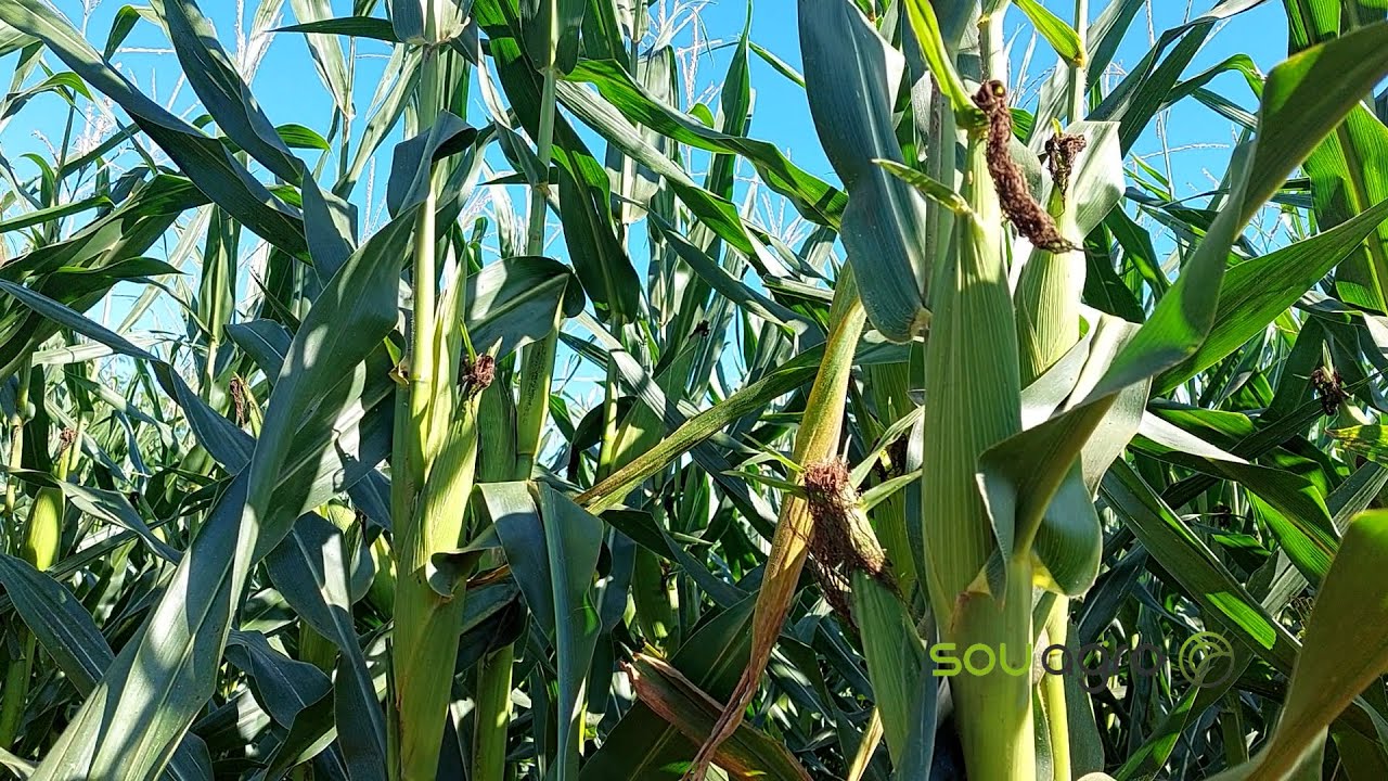 Por que a cigarrinha do milho é o terror desta safra?