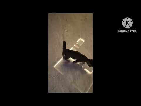 Miku on playing mood #catplaying