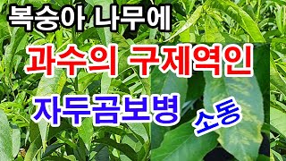 복숭아나무에 가축 구제역, 가금 AI격인 자두곰보병 소동. 사과의 화상병과 같이 치료약이 없는 과수 병충해.…