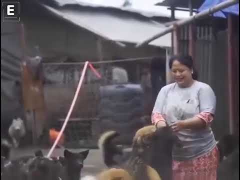 Srijana Thakuri - Godmother of Street Dogs❤