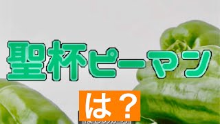 バカゲー　聖杯を巡り戦い合う全く予想できないノベルゲームが面白い　聖杯ピーマン実況