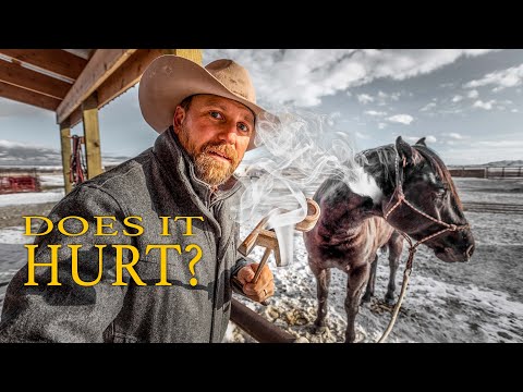 How to Freeze Brand A Horse