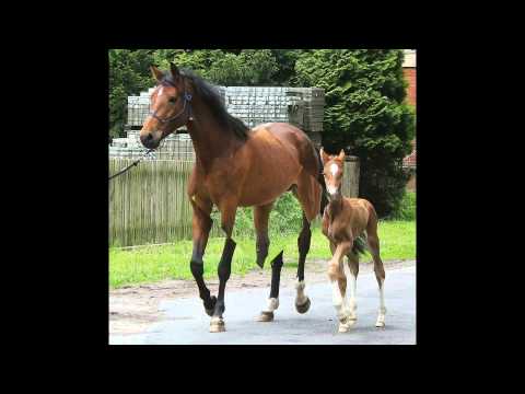 SEZUAN STAR v SEZUAN - QUATERBACK - RUBINSTEIN - For Sale - Zu Verkaufen