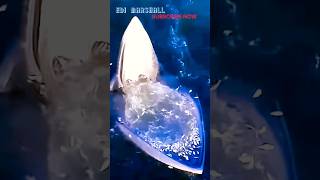 Download lagu WAH,TERNYATA BEGINI CARA IKAN PAUS BIRU MAKAN ! #shortsfeed #shortsviral #shortsvideo #animals mp3