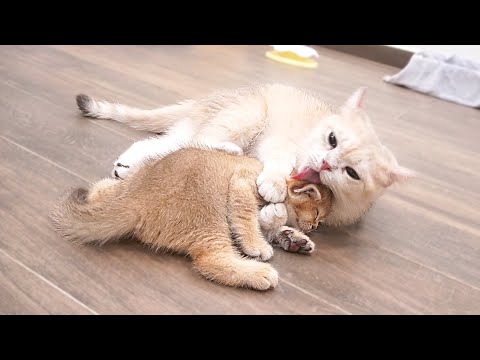 Mother cat's hug is so intense