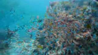 preview picture of video 'CEBU BOHOL Diving Photos'