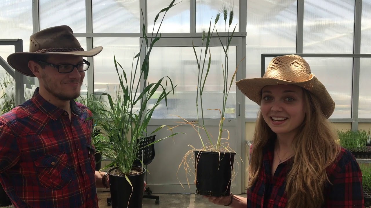 Fantastic Nematodes and how to beat them