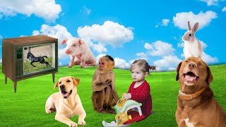 Vídeo de Animais para Assistir com Sua Família - O Som dos Animais