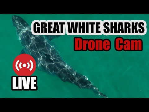 Great White Sharks LIVE  03-01-2026