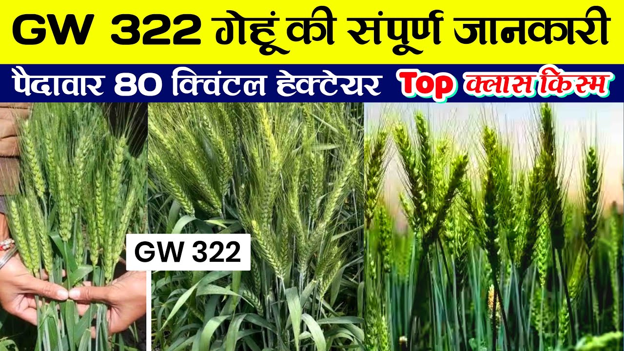 GW 322 gehu ki variety | GW 322 गेंहू का उत्पादन कितना है | gehu ki kheti | 322 wheat variety