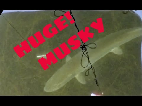 Giant Musky in Spear Hole