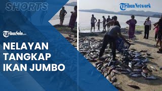 Nelayan di Pantai Taipa Menangkap Ratusan Ikan Berukuran Jumbo hingga Menjadi Perhatian Warga