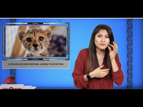 Ultra-rich buying cheetahs, leading to extinction (ASL - 8.29.19)