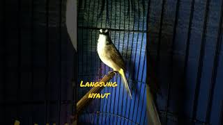 Download lagu terapi gemericik air dan ropelan agar trucukan macet / stress cpat gacor mp3