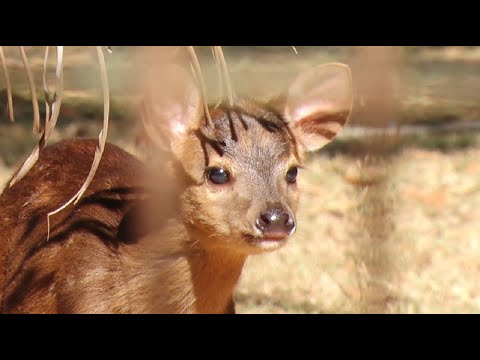 Zoo de Piracicaba faz votação para escolher nome de veado-catingueiro