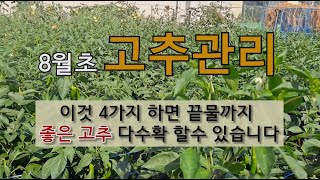 8월초 고추관리 이것 4가지 하면 끝물까지 좋은 고추 다수확 할 수 있습니다. #고추 수확시 물주기 #고추 …
