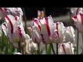 П.И.Чайковский- "Сентиментальный вальс" - Tchaikovsky "Valse ...