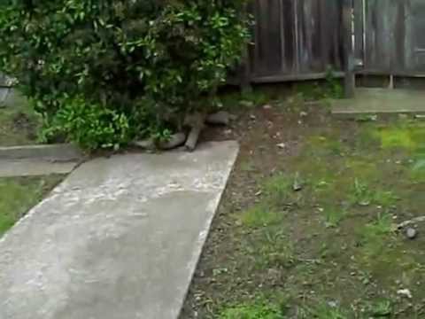 2840-42 Cochise Court, Rancho Cordova, Ca 95670