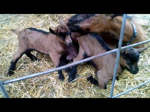 Our Newborn Oberhasli Goat Kids